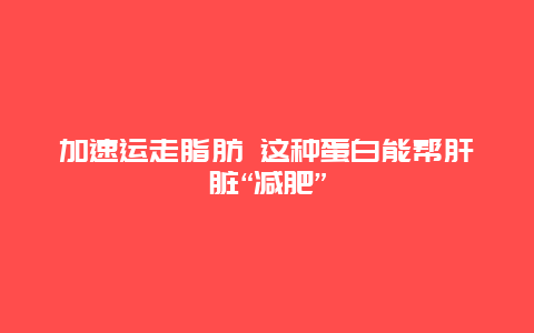 加速运走脂肪 这种蛋白能帮肝脏“减肥”