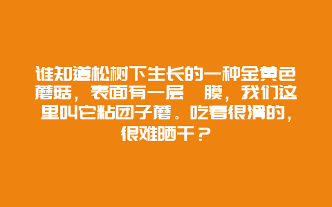 谁知道松树下生长的一种金黄色蘑菇，表面有一层黏膜，我们这里叫它粘团子蘑。吃着很滑的，很难晒干？