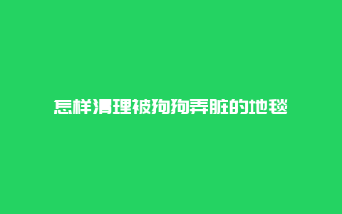 怎样清理被狗狗弄脏的地毯